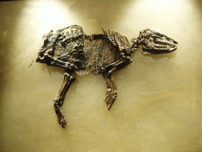 Propaleotherium parvulum