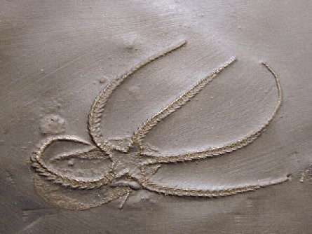 A brittle star preserved in pyrites