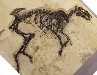 Hyracotherium (Dawn Horse) from the Green River Formation