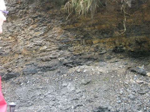 Exposed bank showing coal and clay layers