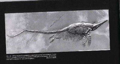 Pregnant ichthyosaur