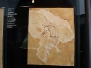 Archaeopteryx at Eichstatt Museum