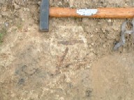 Fossil plant debris in Branshaw Quarry